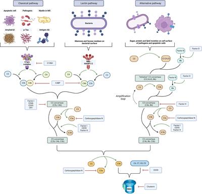 The validity of animal models to explore the pathogenic role of the complement system in multiple sclerosis: A review